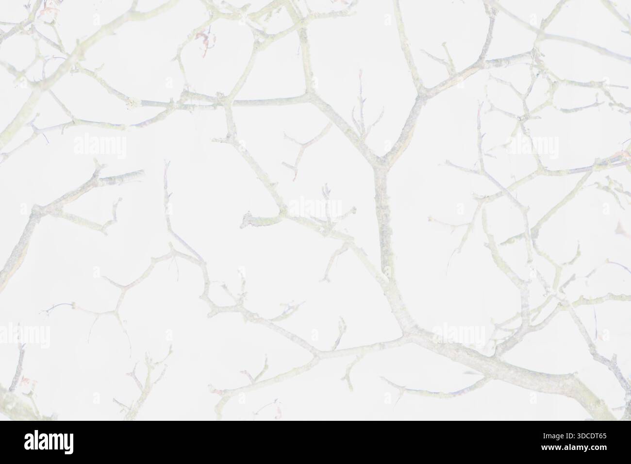 Soft white minimalistic background, abstract branches texture Stock Photo