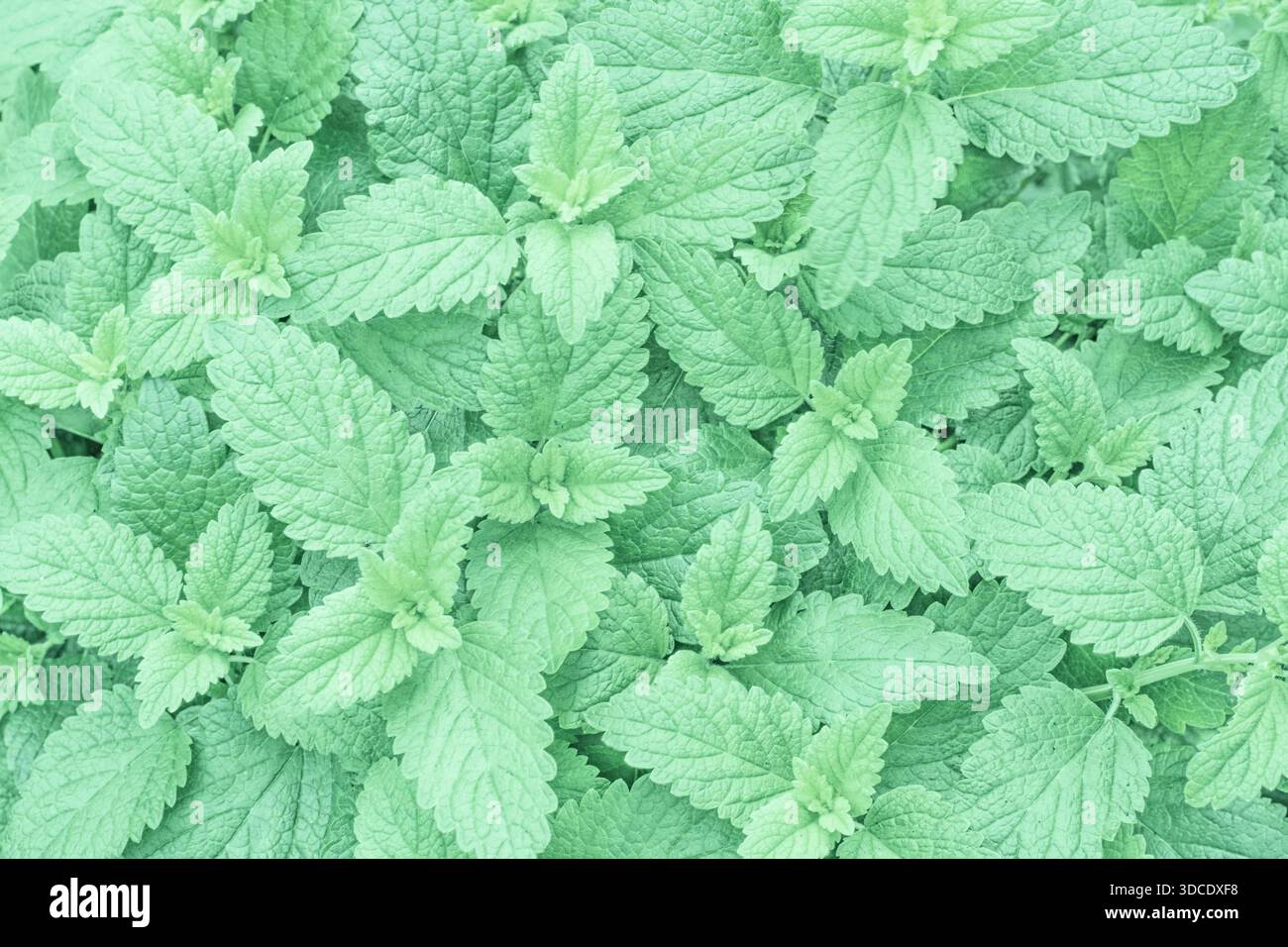Mint herb in trendy mint color Stock Photo