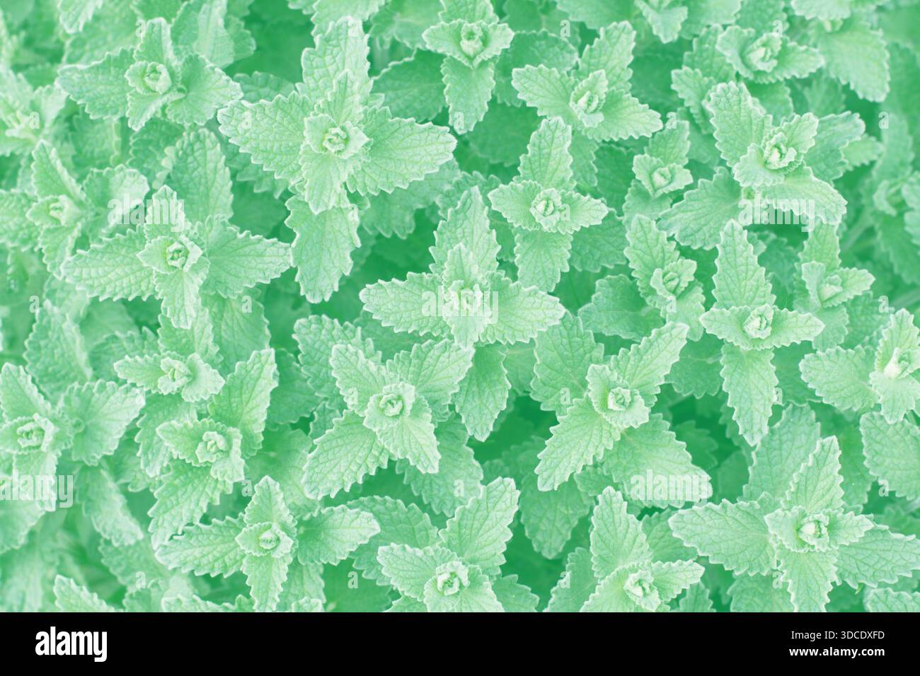 Normal Mint Neo mint color hi-res stock photography and images - Alamy