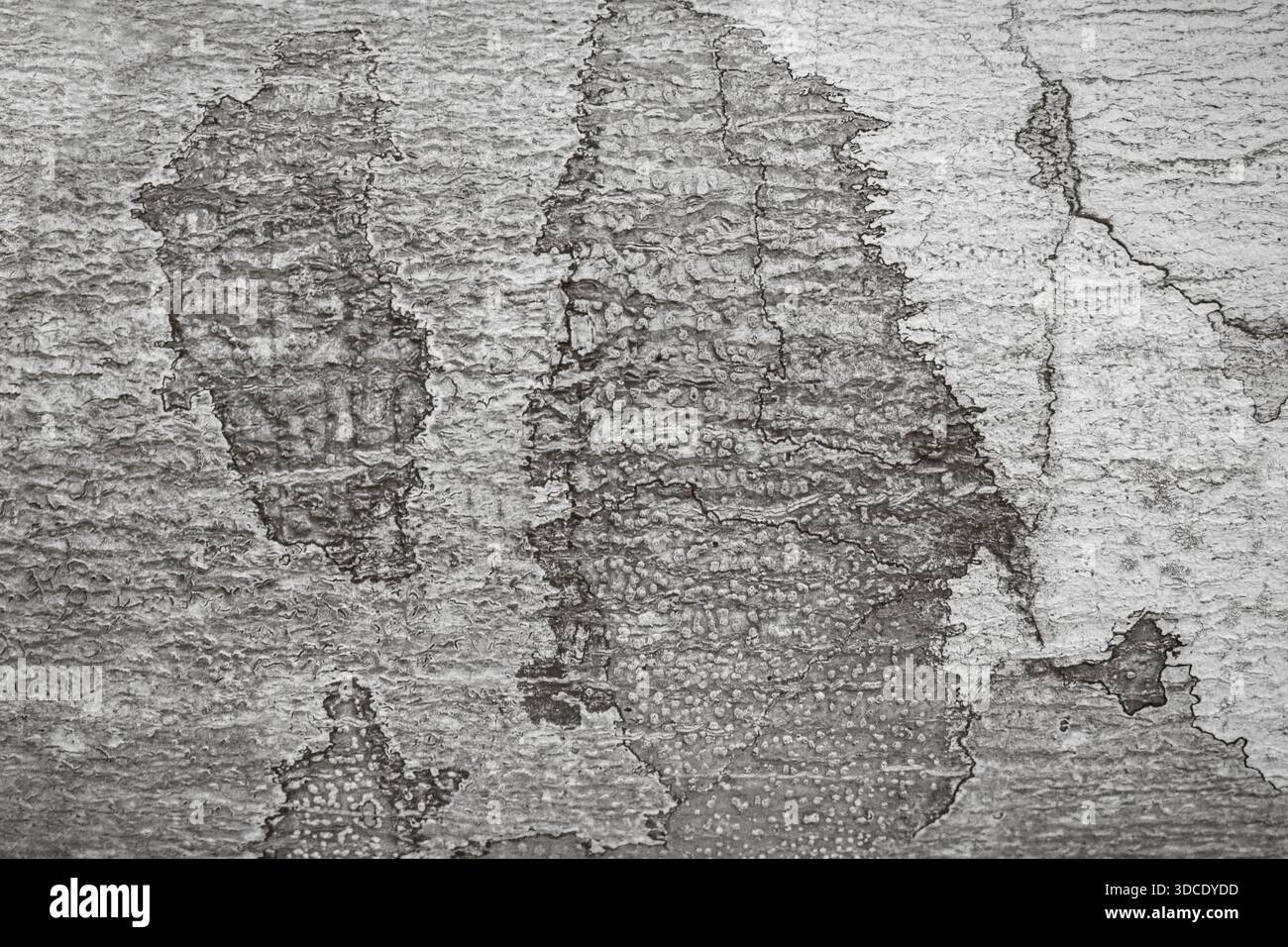 Cracked wall texture as a monochrome background Stock Photo