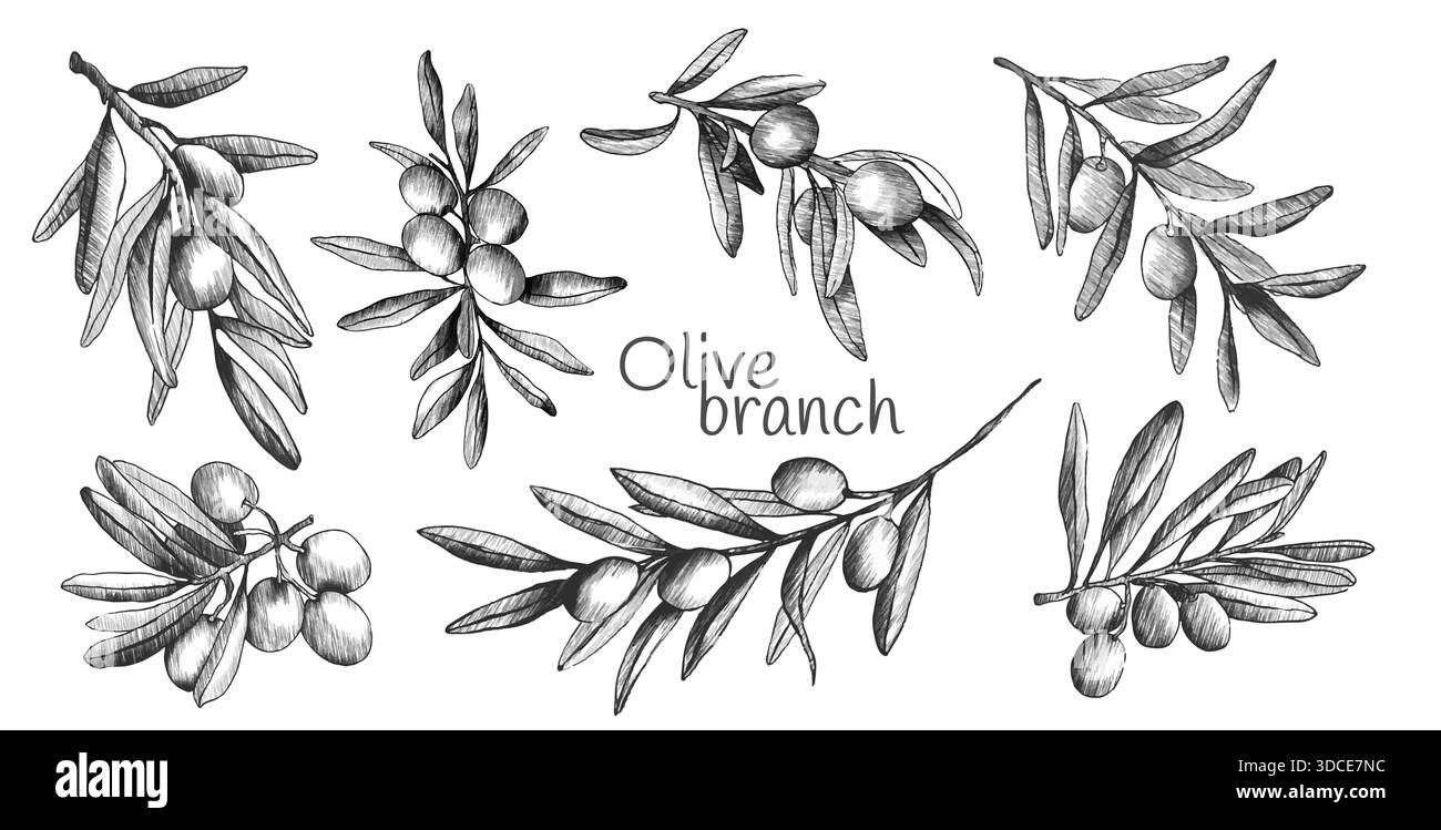 Olive branch sketch set with hand drawn botanical illustrations ...
