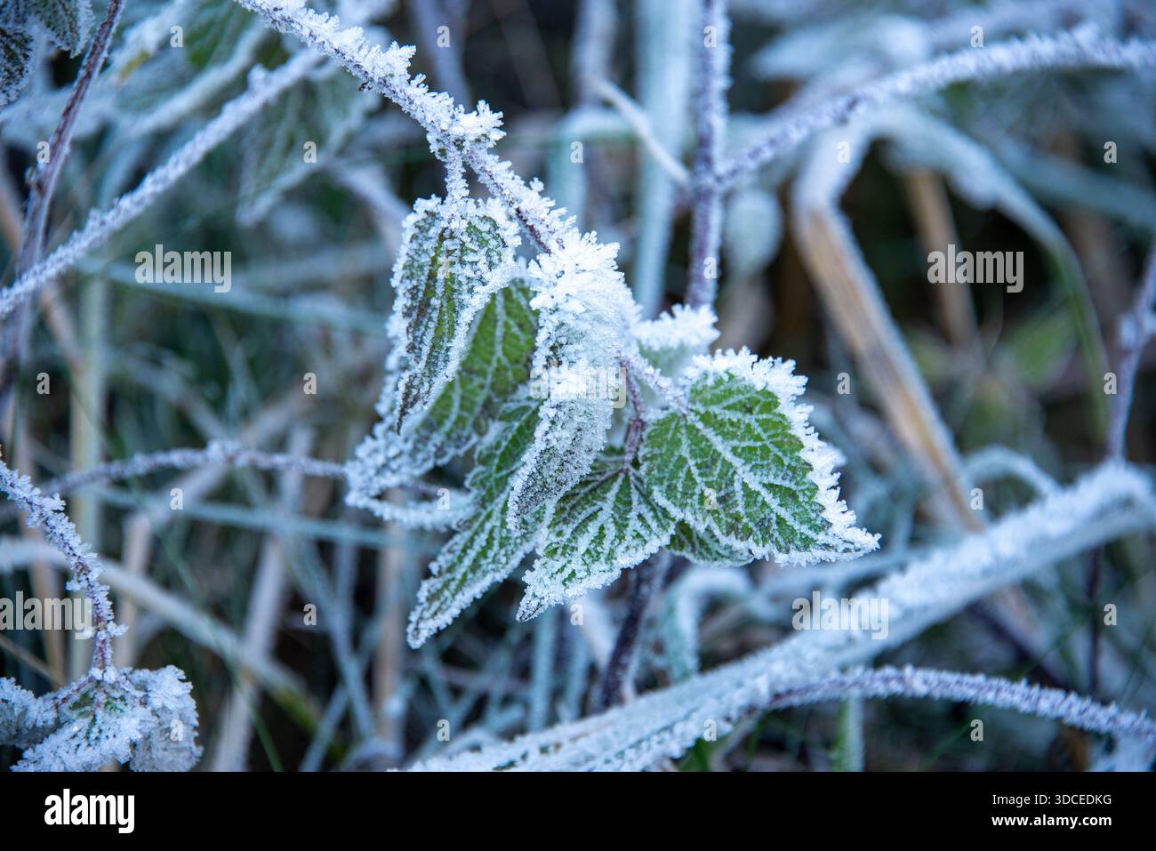 Hoarfrost on leaves in a Berlin forest on a clear and bitter cold winter's  day Stock Photo - Alamy