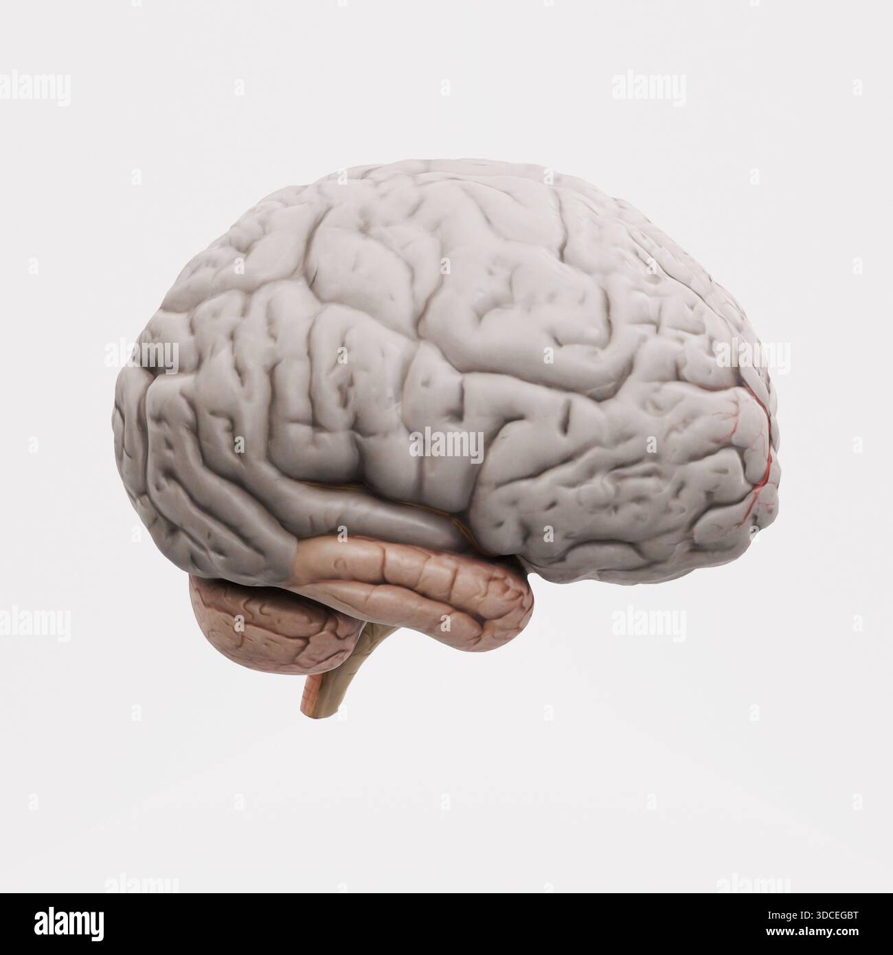 Detailed 3D rendering of the human brain, showcasing the cerebrum, cerebellum, and brainstem, isolated on a clean white background. Neuroscience and m Stock Photo