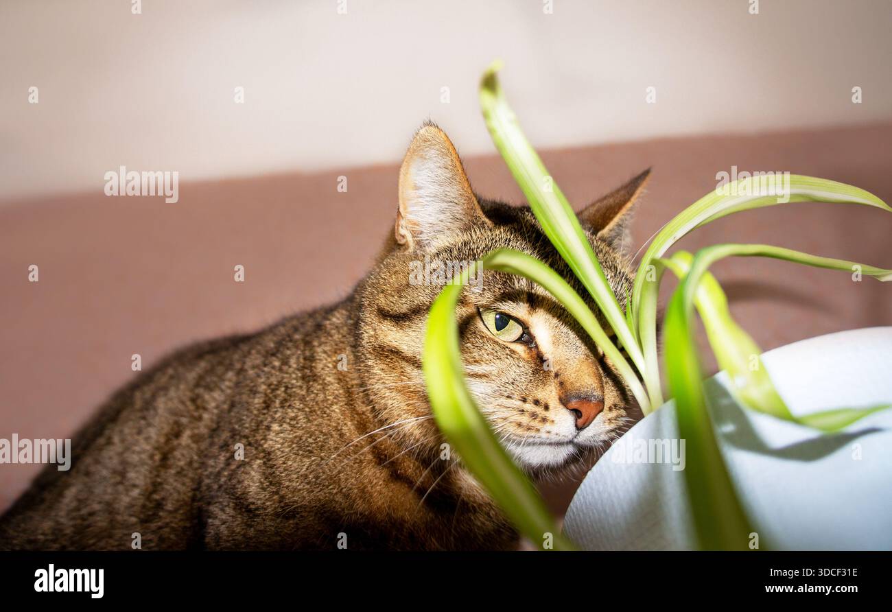 Spider plant chlorophytum comosum plant hi-res stock photography and images  - Alamy