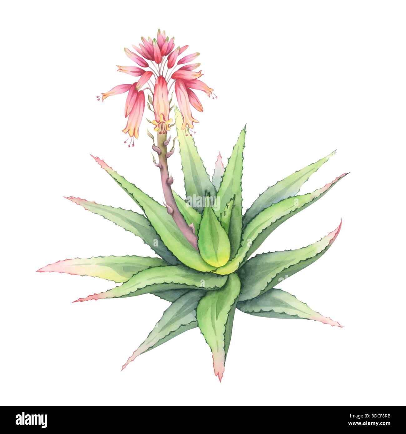 Blooming Aloe Vera plant with pink flowers. Hand-painted watercolor  succulent bush with vibrant flowering stalk. Perfect for botanical art,  cosmetic p Stock Photo - Alamy