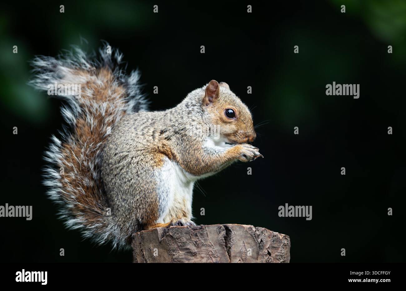 A wild Eastern gray squirrel (Sciurus carolinensis) holds and eats a nut while perched on a tree stump, UK. Stock Photo