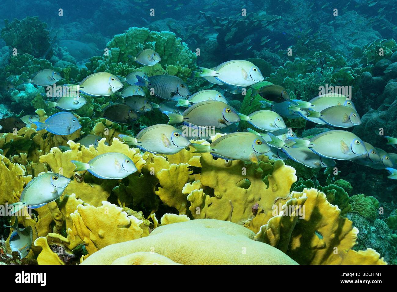 Acanthurus bahianus, Ozean-Doktorfisch, ocean surgeonfish, Curacao Stock Photo