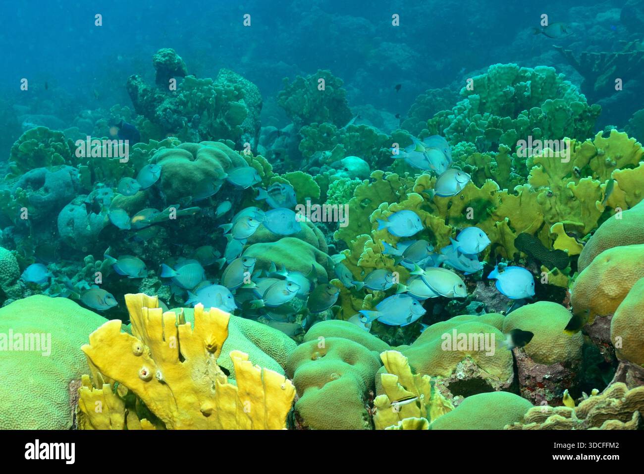 Acanthurus bahianus, Ozean-Doktorfisch, ocean surgeonfish, Curacao Stock Photo