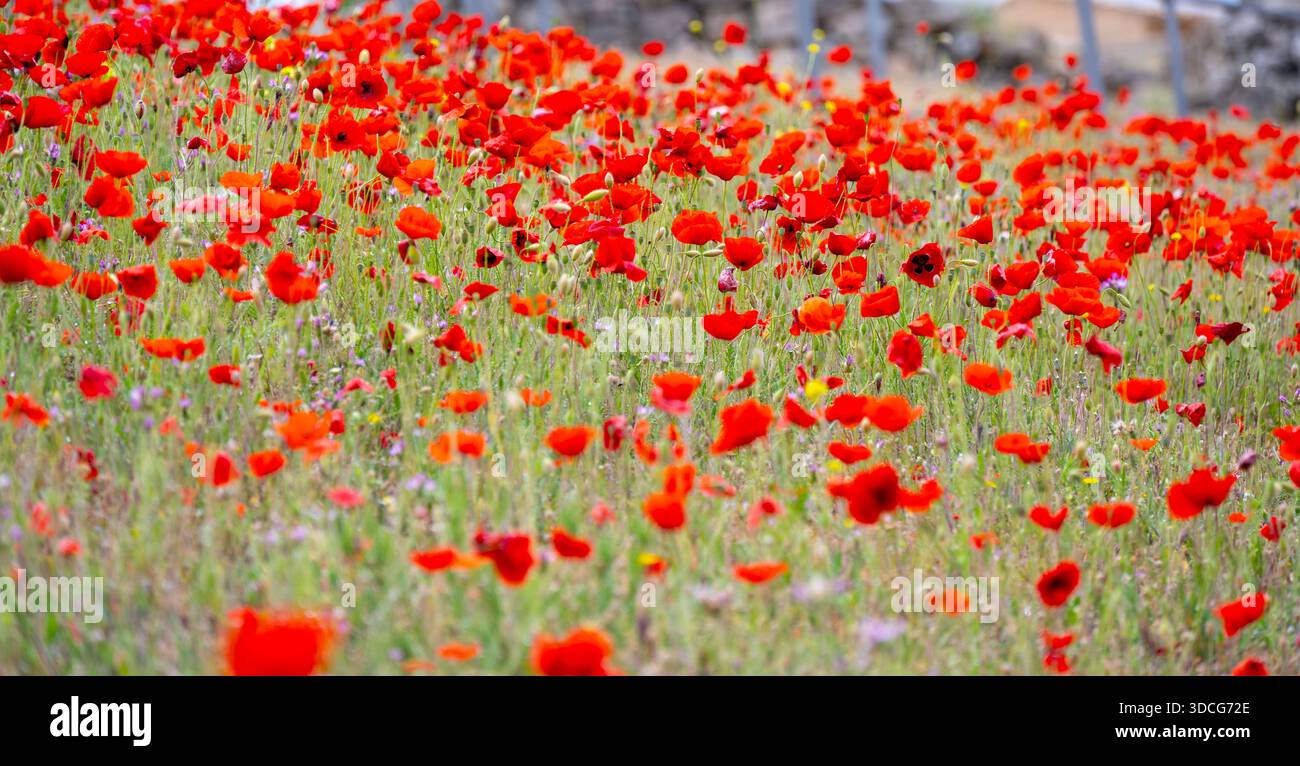 A vibrant field of red poppy flowers in full bloom, creating a stunning natural landscape Stock Photo