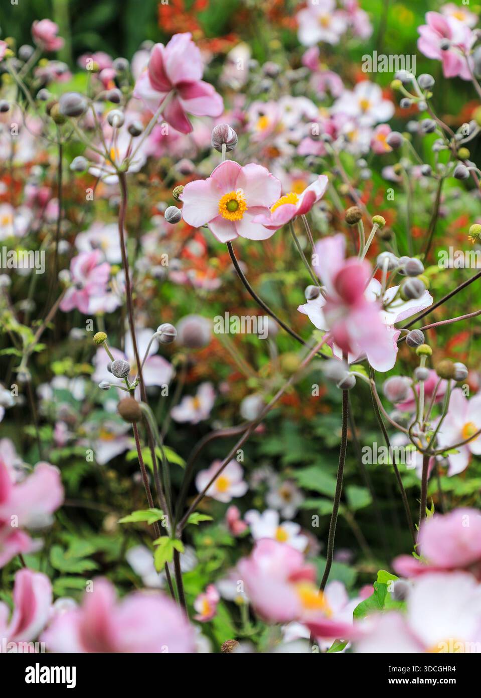 Japanese Anemones (Eriocapitella hupehensis) Flowers, Cornwall, England, UK Stock Photo