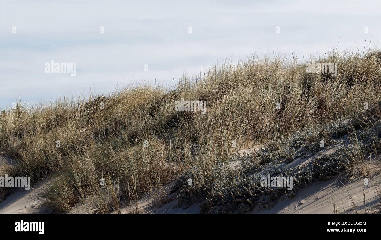 Coastal Sand Dunes with Marram Grass under Overcast Sky Stock Photo