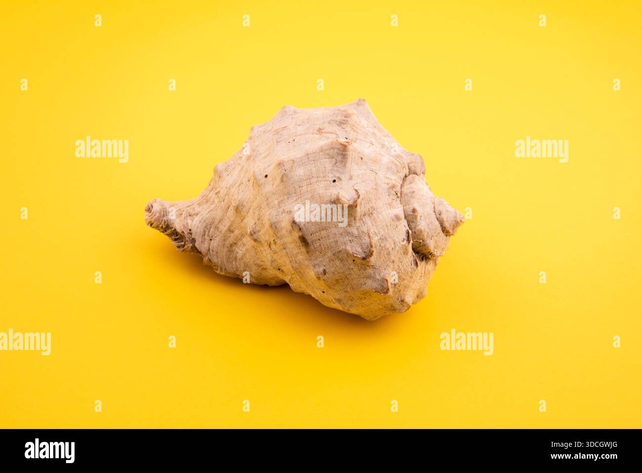 close-up seashell. seashell on yellow background Stock Photo