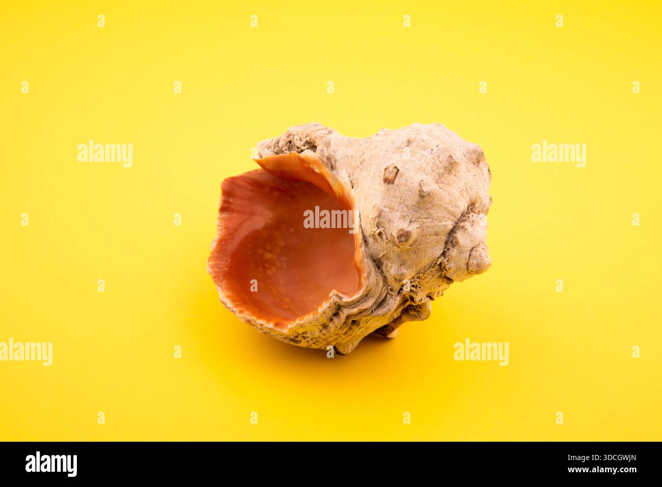 seashell on yellow background. close-up seashell. Stock Photo