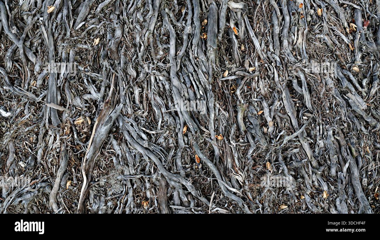 Fibrous root structure hi-res stock photography and images - Alamy