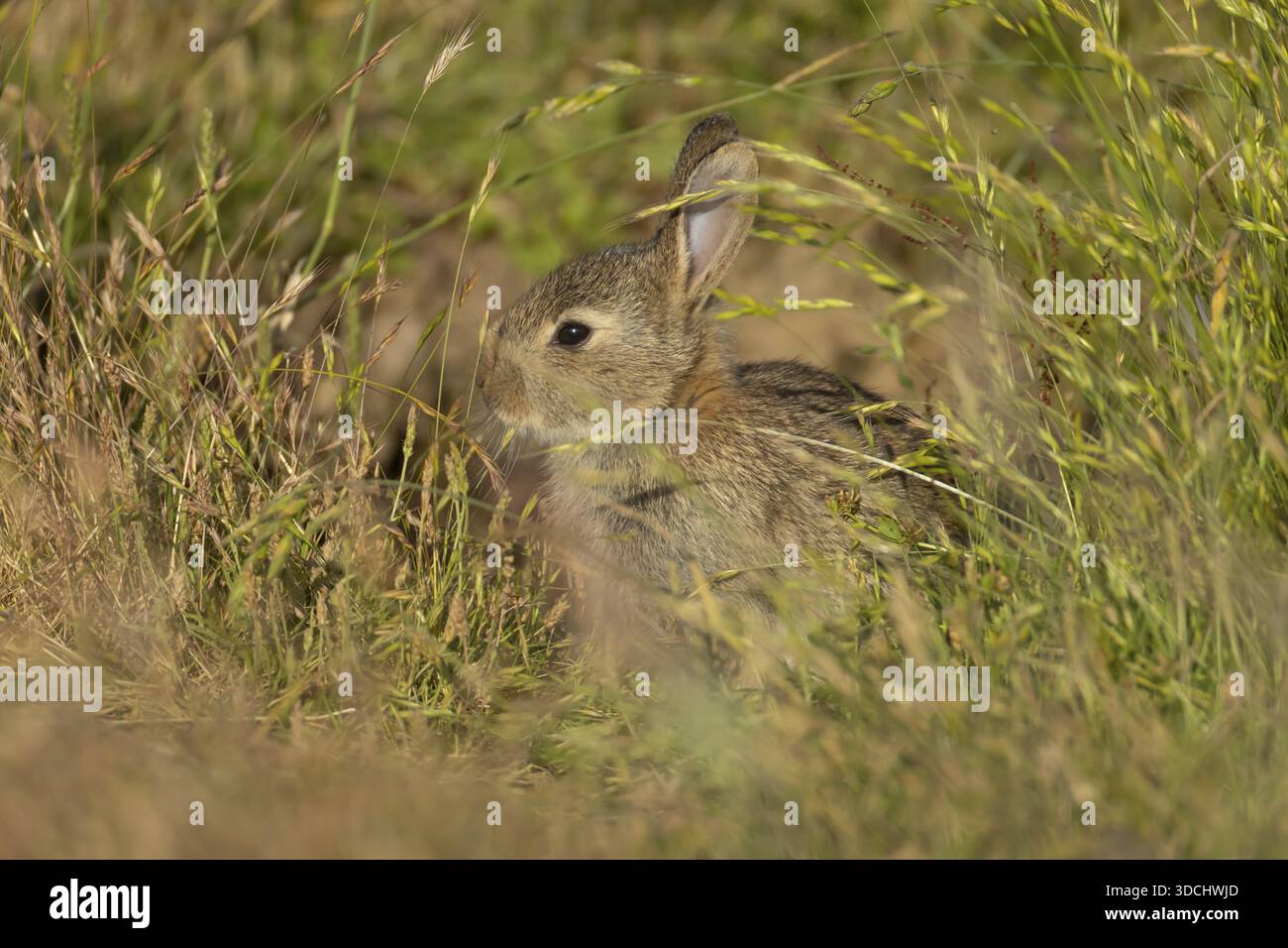 Common Rabbit England Rabbit (Oryctolagus cuniculus) juvenile baby animal in grassland in ...