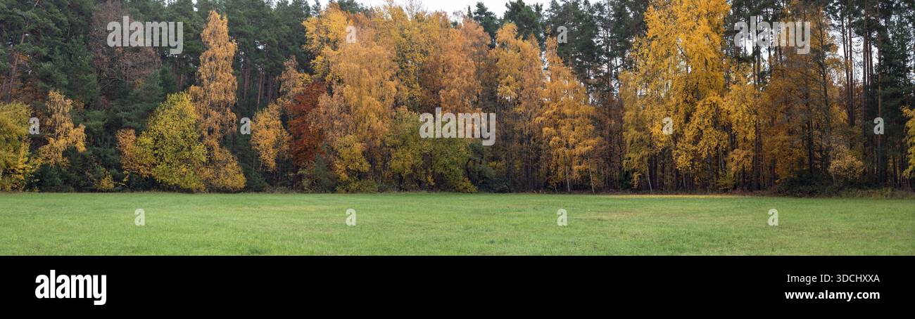 Herbstlicher Mischwald, Franconia, Bavaria, Germany Stock Photo