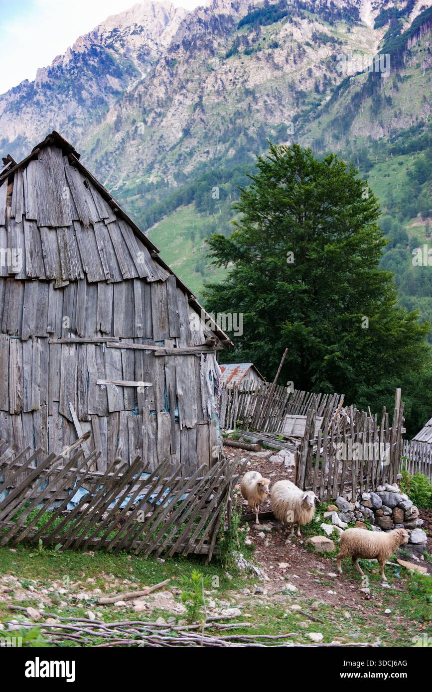 Sheep being let out to graze in Valbone. Stock Photo