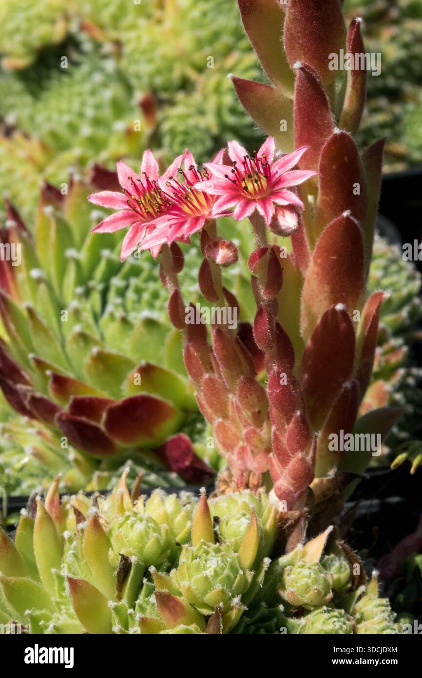 Flower Houseleek,Sempervivum Stock Photo