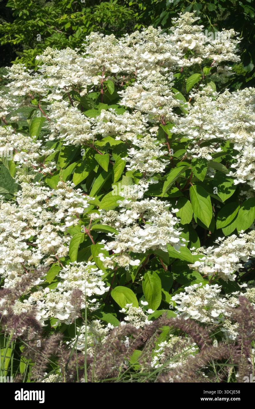 Blooming Hydrangea paniculata in garden Stock Photo