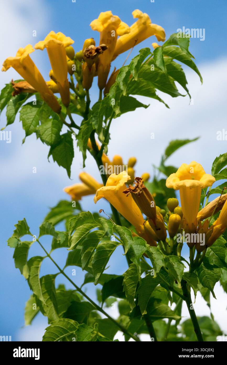 Campsis radicans flava hi-res stock photography and images - Alamy