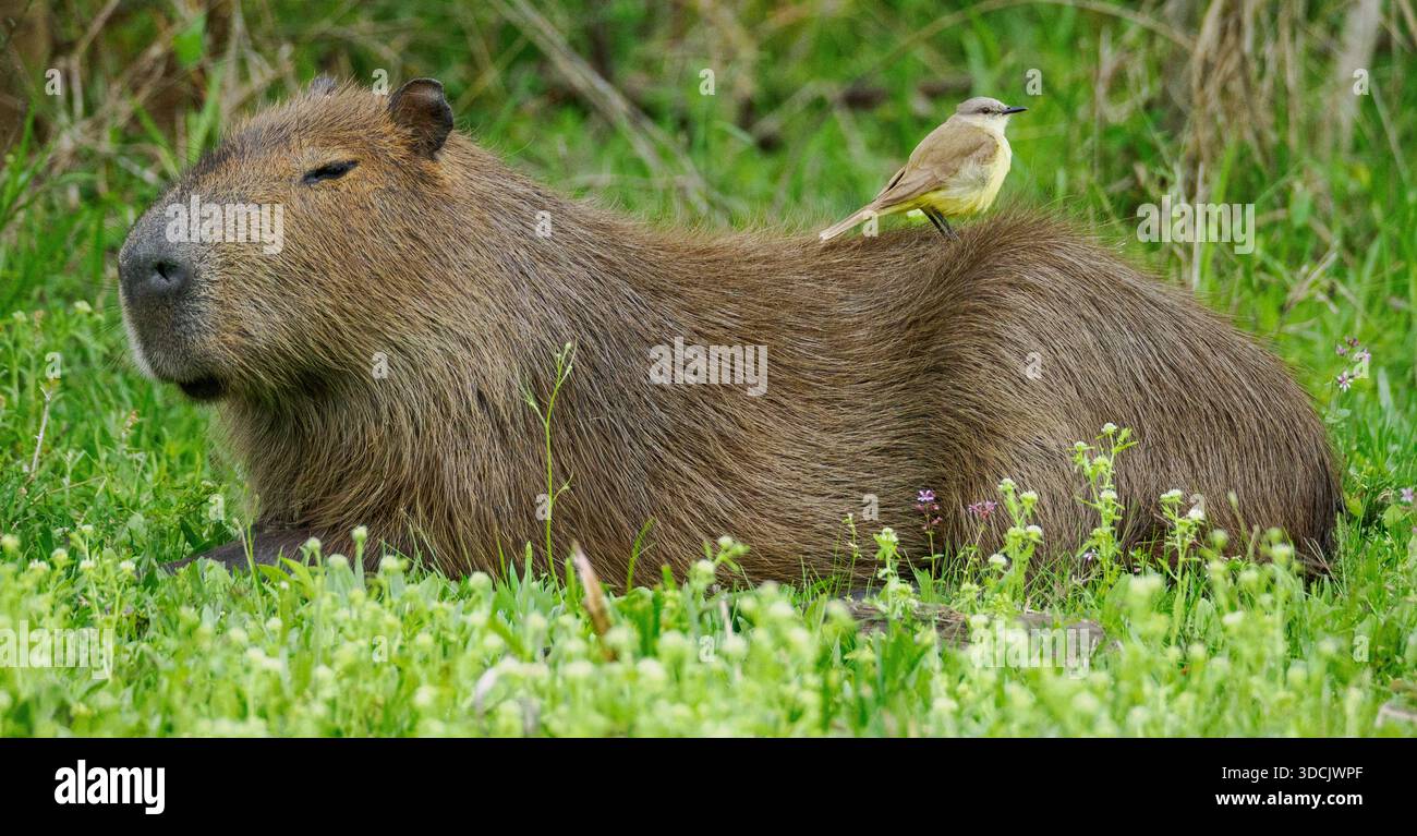 Cattle tyrant on capybara hi-res stock photography and images - Alamy
