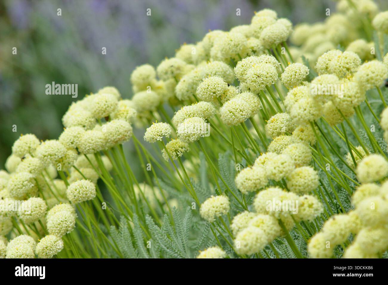 Santolina pinnata subsp. neapolitana 'Edward Bowles, Rosemary-leaved lavender cotton Edward Bowles,Santolina neapolitana 'Bowles Lemon'. Stock Photo