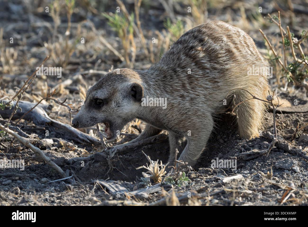 Meerkat, Makgadikgadi pans, Botswana Stock Photo