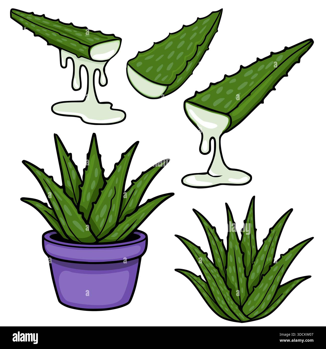 Vibrant vector illustrations of aloe vera plant and dripping gel,  showcasing its natural beauty and healing properties Stock Vector Image &  Art - Alamy