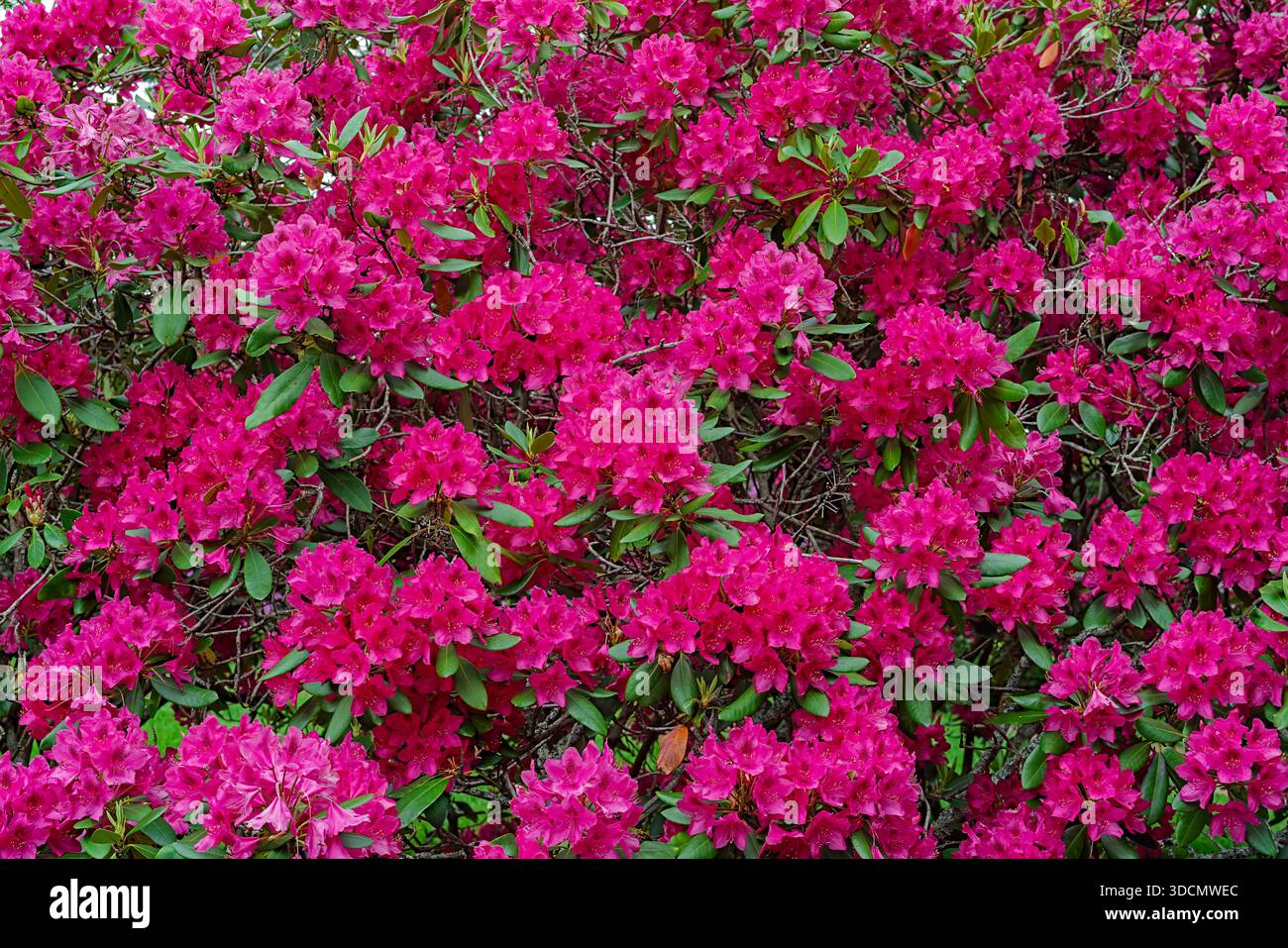 A wall of an abundance of dark pink rhododendron flowers Stock Photo - Alamy