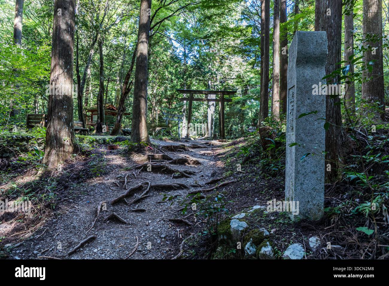 A root-covered path leads through the forest to a torii gate at Hosshinmon-oji near Tanabe, Wakayama Prefecture, Japan. A marker stone for the Kumano Kodo pilgrimage route stands to the right. Stock Photo