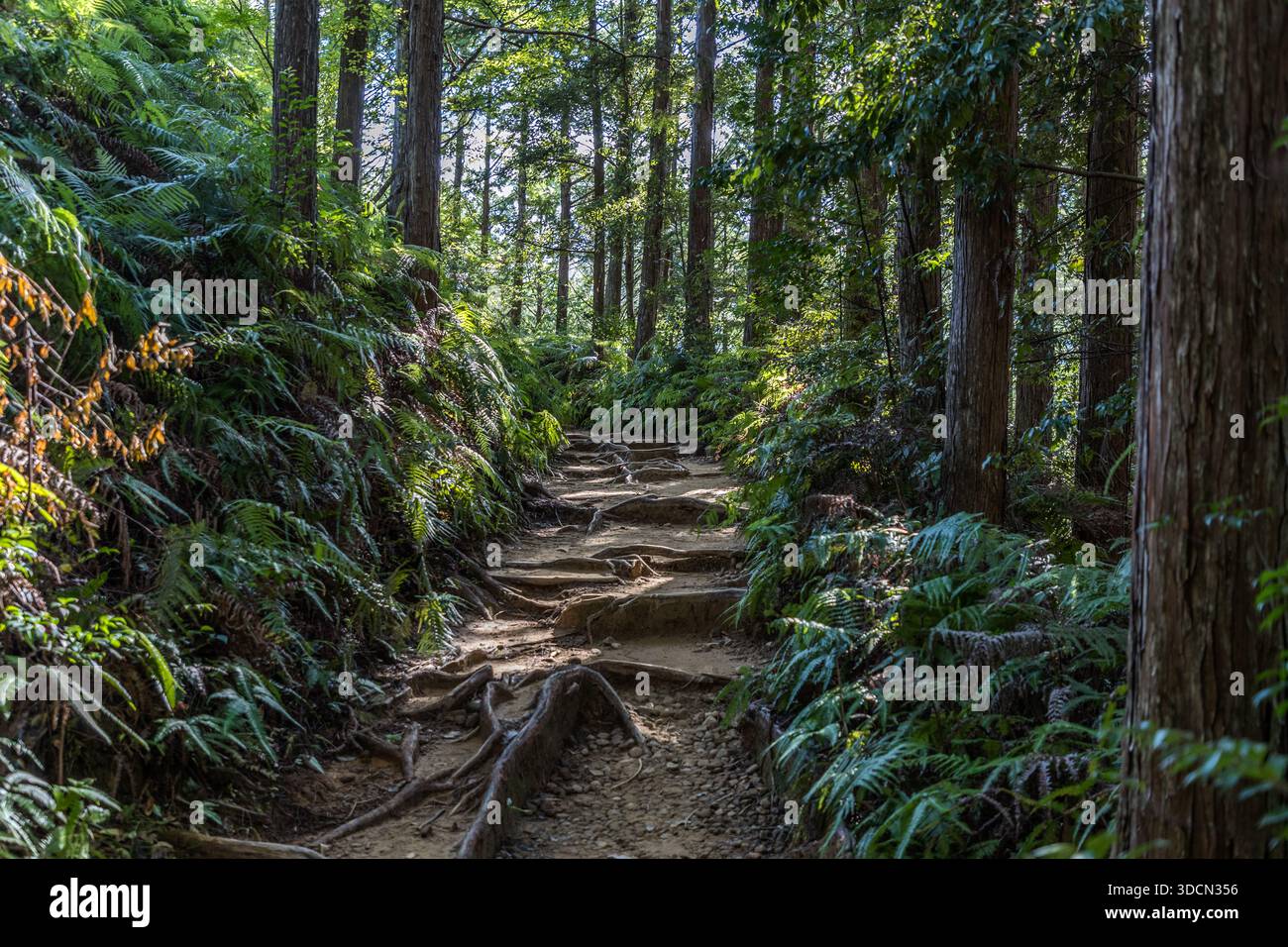 Exposed roots of ancient cedar and cypress trees cross a narrow, uphill section of the Kumano Kodo pilgrimage trail near Fushiogami, Tanabe, Wakayama Prefecture, Japan, ferns lining both sides. Stock Photo
