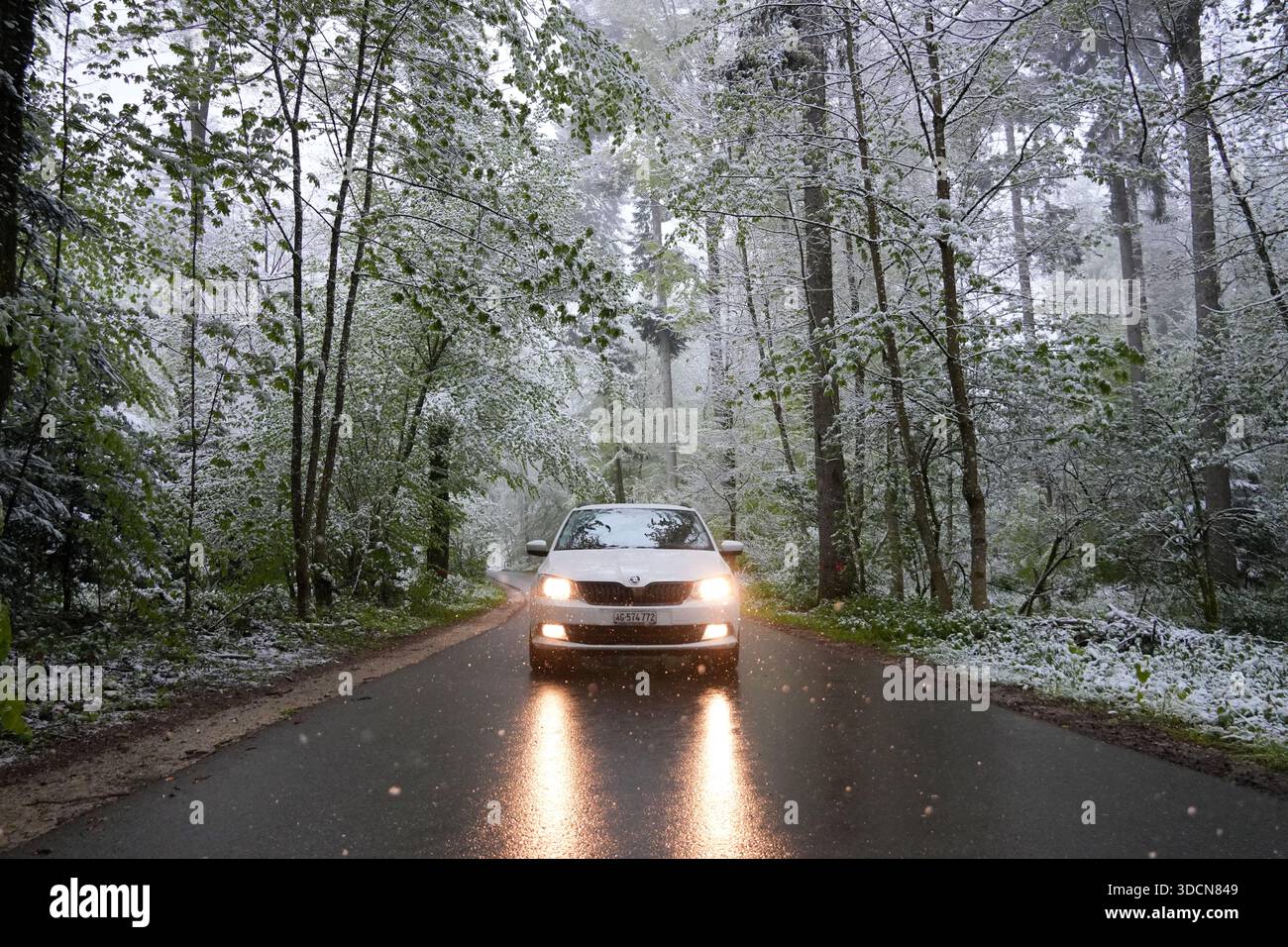 Travel switzerland mountains white car driving on a wet forest road during an unexpected spring snowfall in switzerland Stock Photo