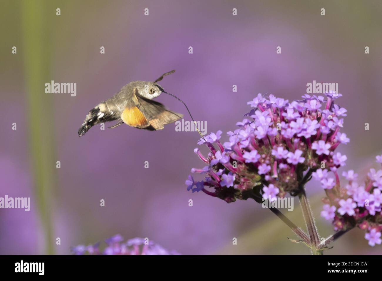 Hummingbird hawkmoth (Macroglossum stellatarum) adult moth insect day ...