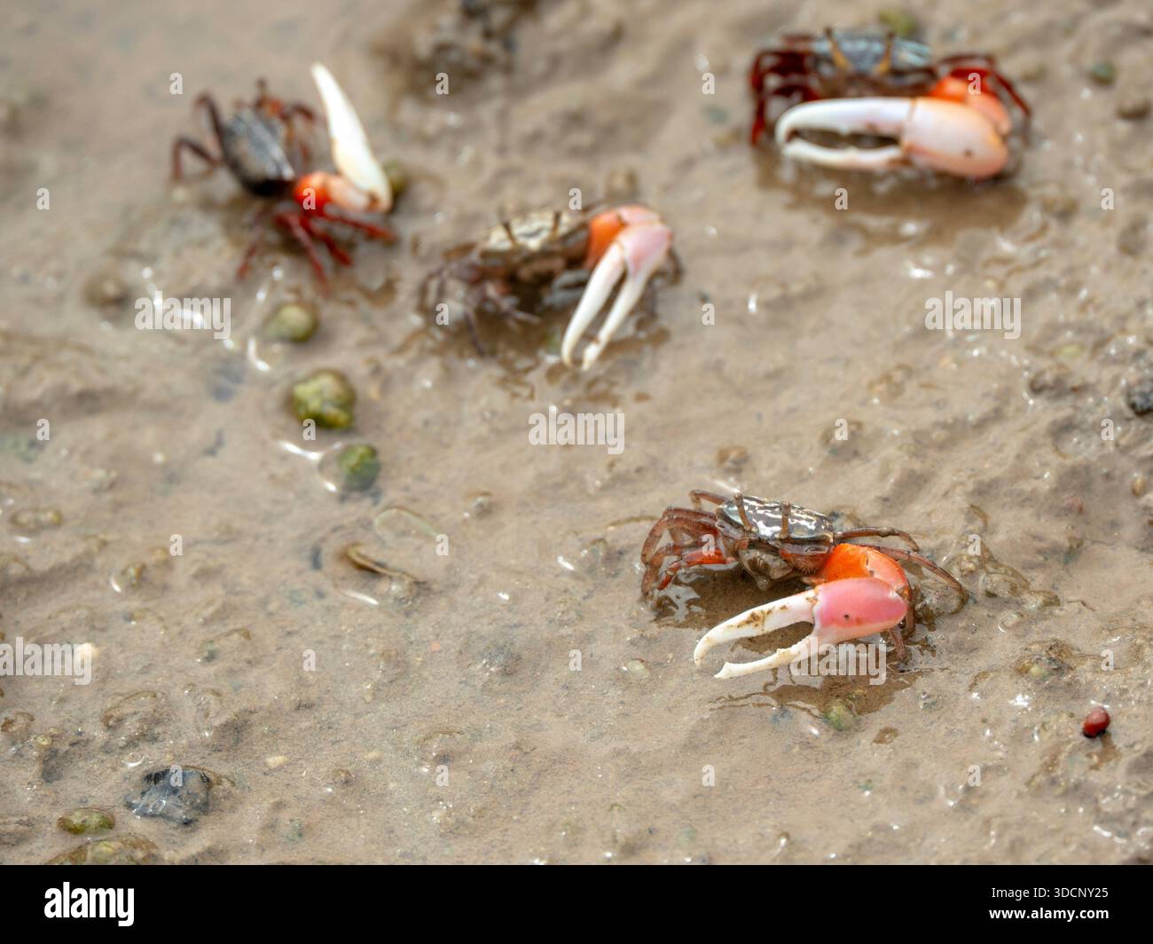 Group of Fiddler Crabs with large, colorful claws emerging from their burrows on a muddy tidal flat Stock Photo