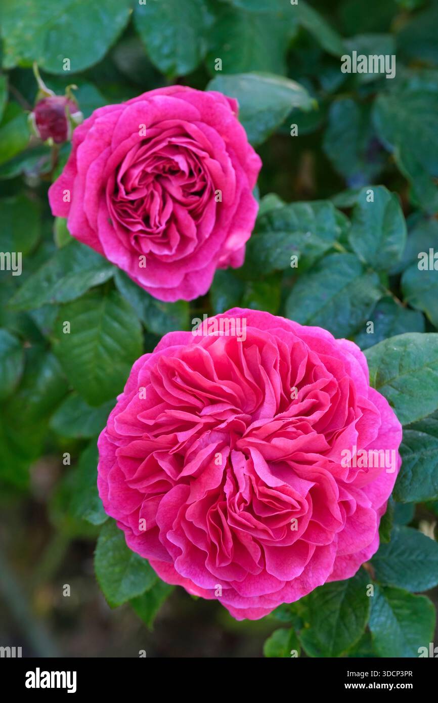 Rosa Young Lycidas, rose Ausvibrant, rose Young Lycidas, rosa Ausvibran, Large, deeply-cupped, fully double, magenta-purple blooms, with paler purple Stock Photo