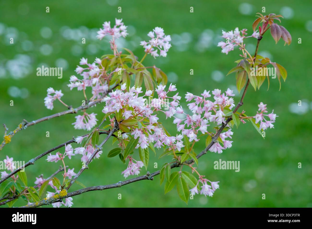 Staphylea holocarpa var rosea hi-res stock photography and images - Alamy