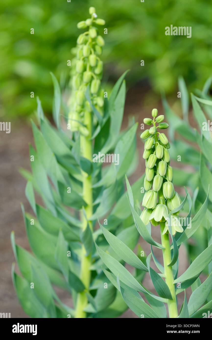 Fritillaria persica Ivory Bells, fritillary Ivory Bells, flower spikes consist nodding, bell-like greenish-white blooms Stock Photo