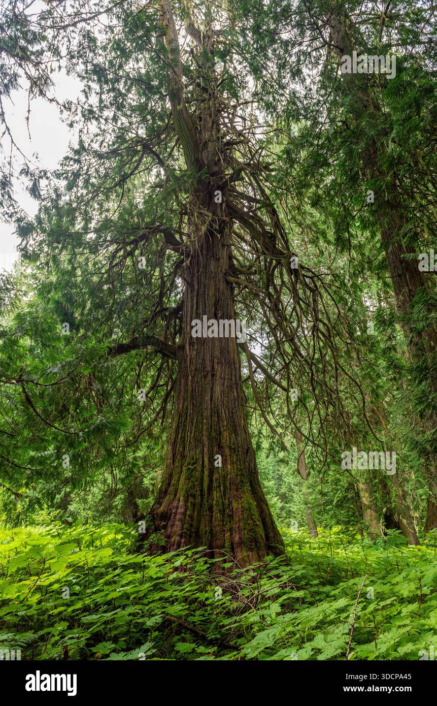 Western red cedar tree (Thuja plicatain) and ancient forest, Chun T’oh ...