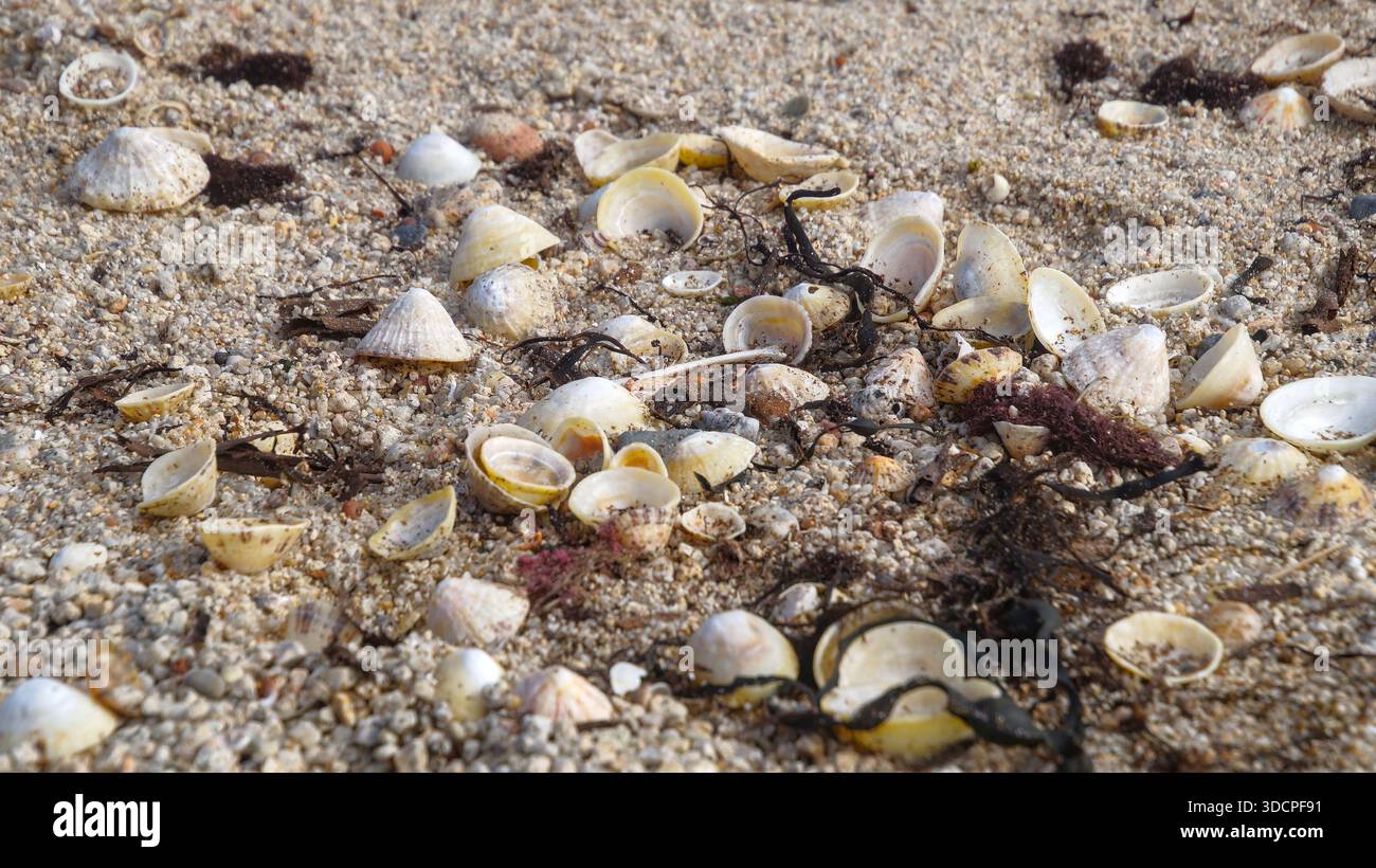 Scattered seashells lie on sandy ground surrounded by small algae fragments. Stock Photo