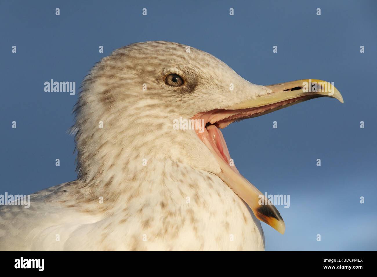 Herring gull skull larus argentatus hi-res stock photography and
