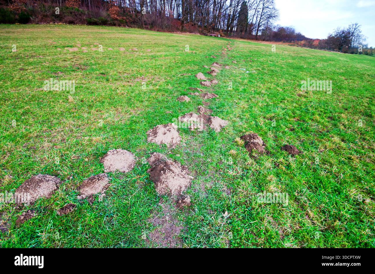 Molehills create a textured path across a grassy hillside with trees in the background Stock Photo