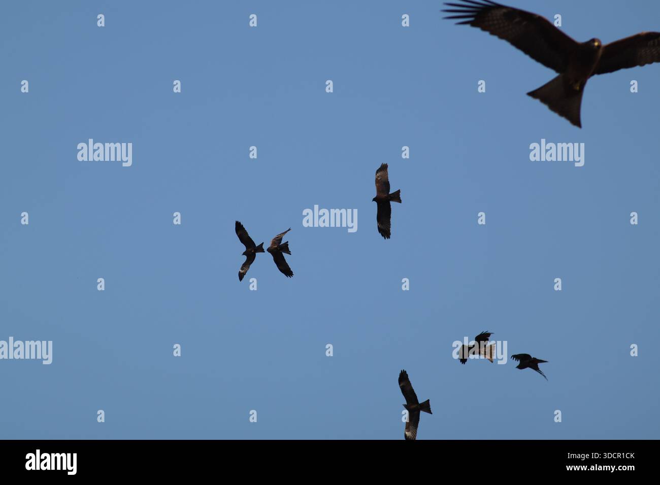 Black kites soaring in the clear blue sky of Islamabad, showcasing ...