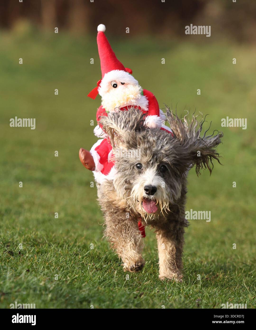 Cookie the cockapoo dog becomes one of ‘Santa’s Little Helpers’ as she ...