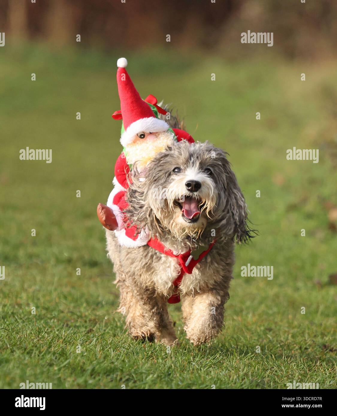 Cookie the cockapoo dog becomes one of ‘Santa’s Little Helpers’ as she ...