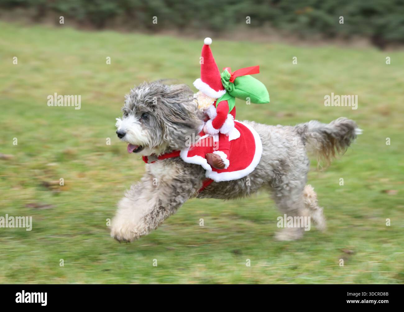 Cookie the cockapoo dog becomes one of ‘Santa’s Little Helpers’ as she ...