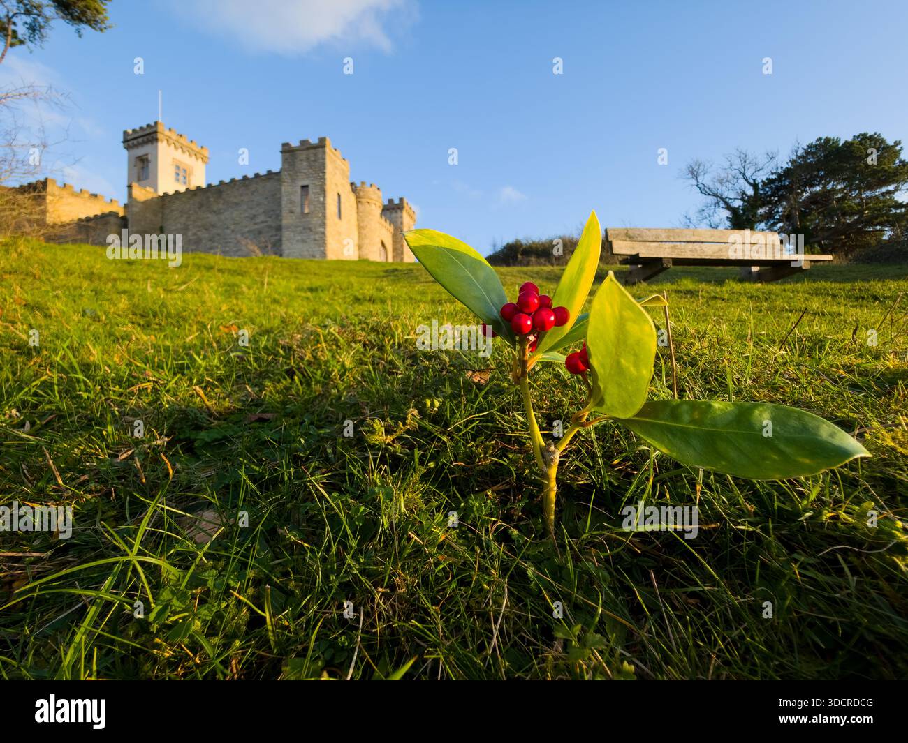 Holly Berries in Foreground with Historic Castle, Cotswolds, UK - Smartphone Captured Stock Image