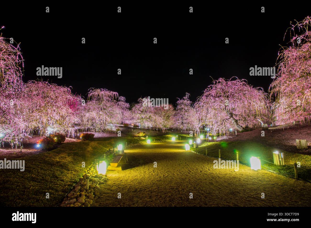 Suzuka plant hi-res stock photography and images - Alamy