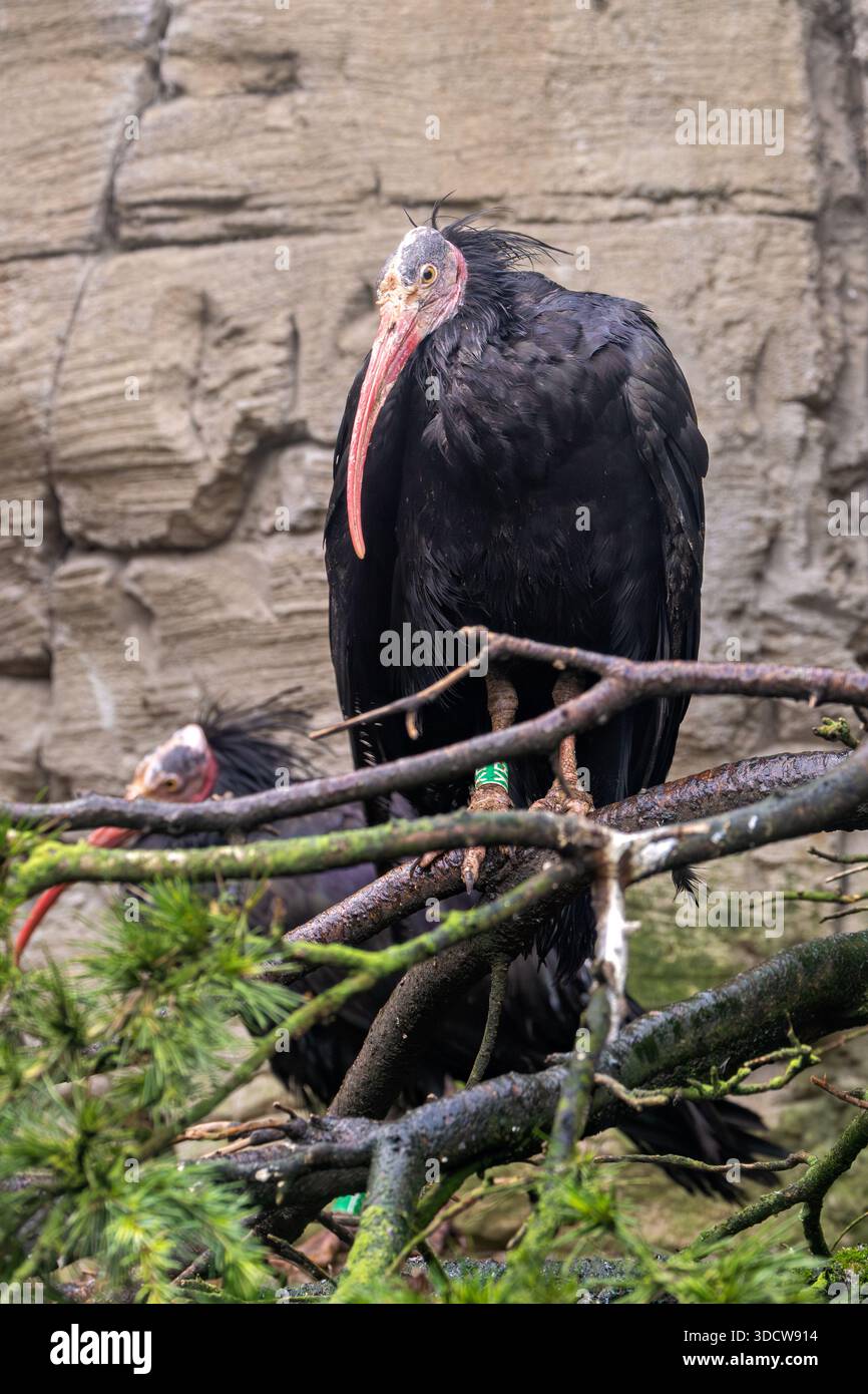Tamri national park hi-res stock photography and images - Alamy