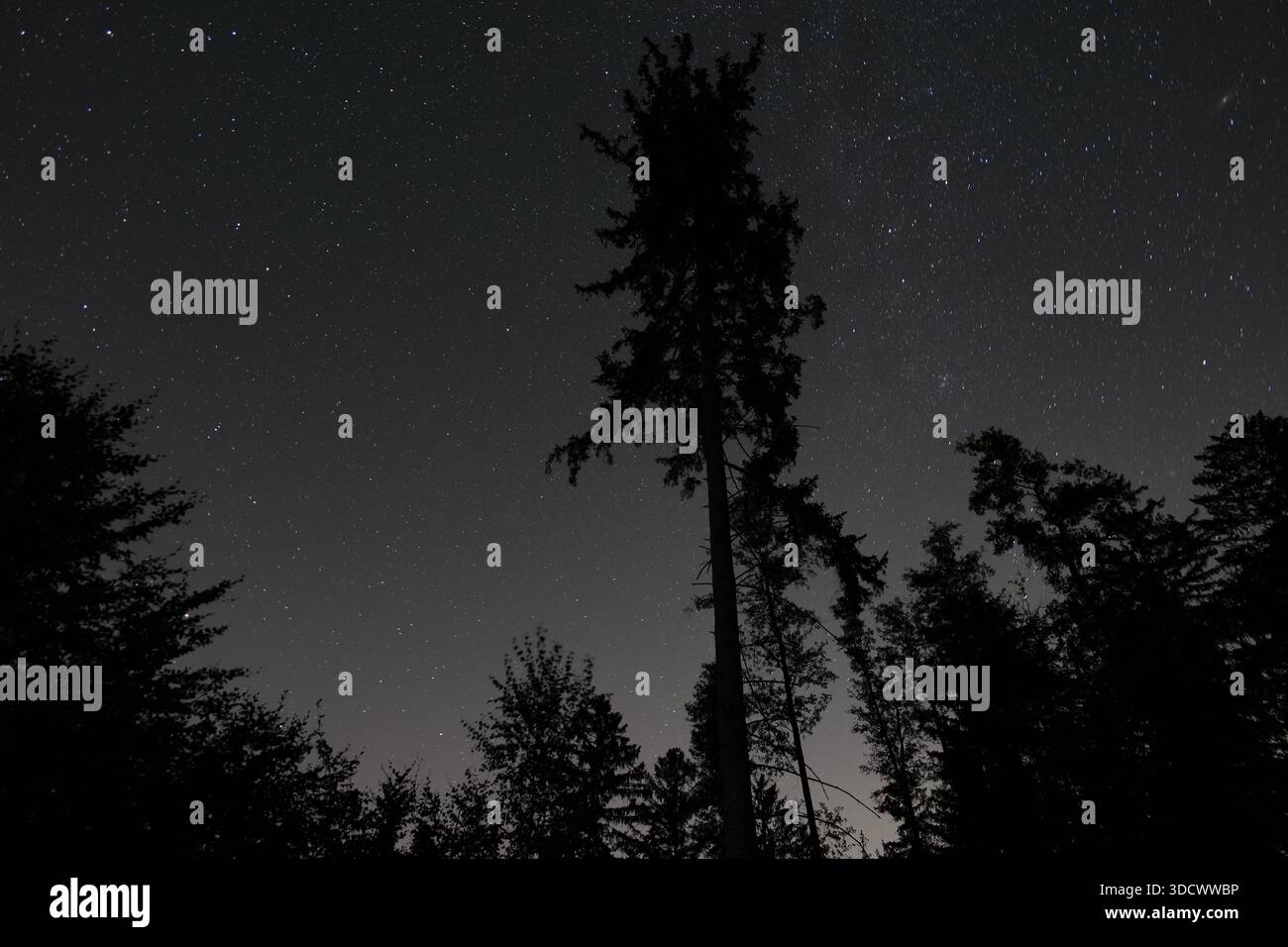 Starry night dark forest hi-res stock photography and images - Alamy