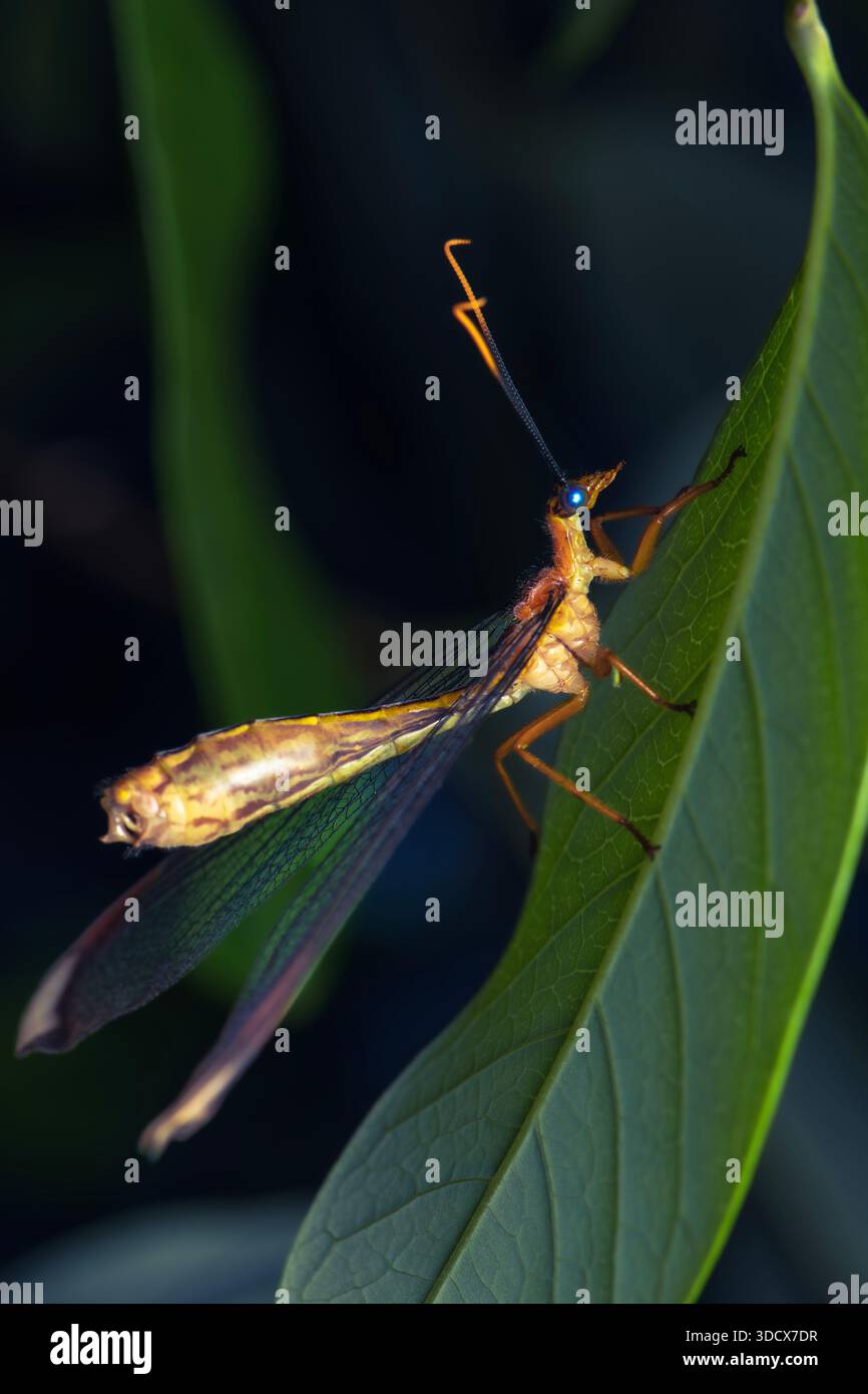 The blue eyes lacewing or Nymphes myrmeleonides, also known as the ...